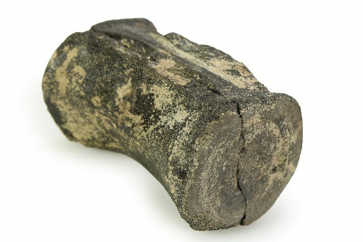 Fossil Iguanodontid Dinosaur (Mantellisaurus) Vertebra - England #351237